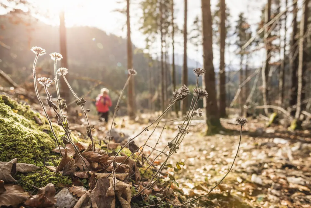 Wanderin auf einem Waldweg im Th&uuml;ringer Wald bei Suhl.