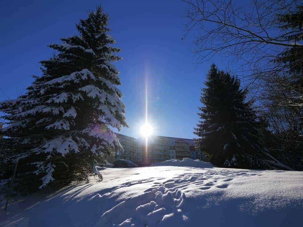 Verschneite Tannen in der Wintersonne im Wohnpark Friedberg in Suhl