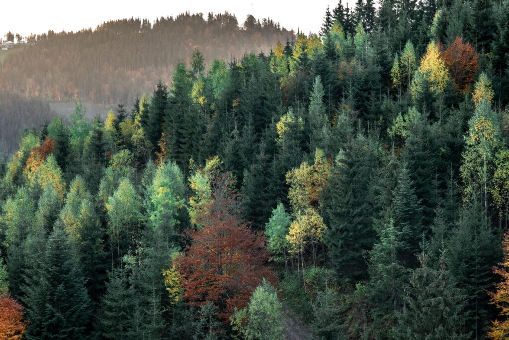 Nadelwald in den Bergen des Thüringer Waldes.